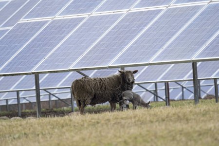 ovin photovoltaique